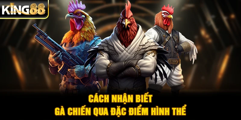 Cách nhận biết gà chiến qua đặc điểm hình thể