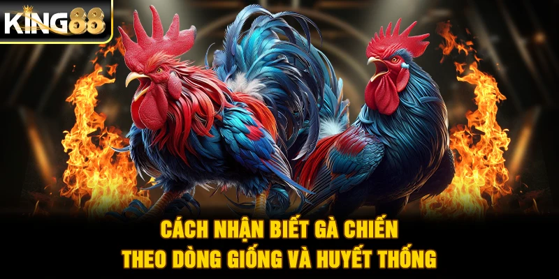 Cách nhận biết gà chiến theo dòng giống và huyết thống