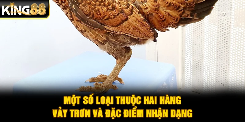 Một số loại thuộc hai hàng vảy trơn và đặc điểm nhận dạng