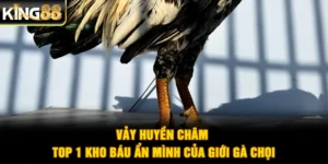Vảy Huyền Châm - Top 1 Kho Báu Ẩn Mình Của Giới Gà Chọi